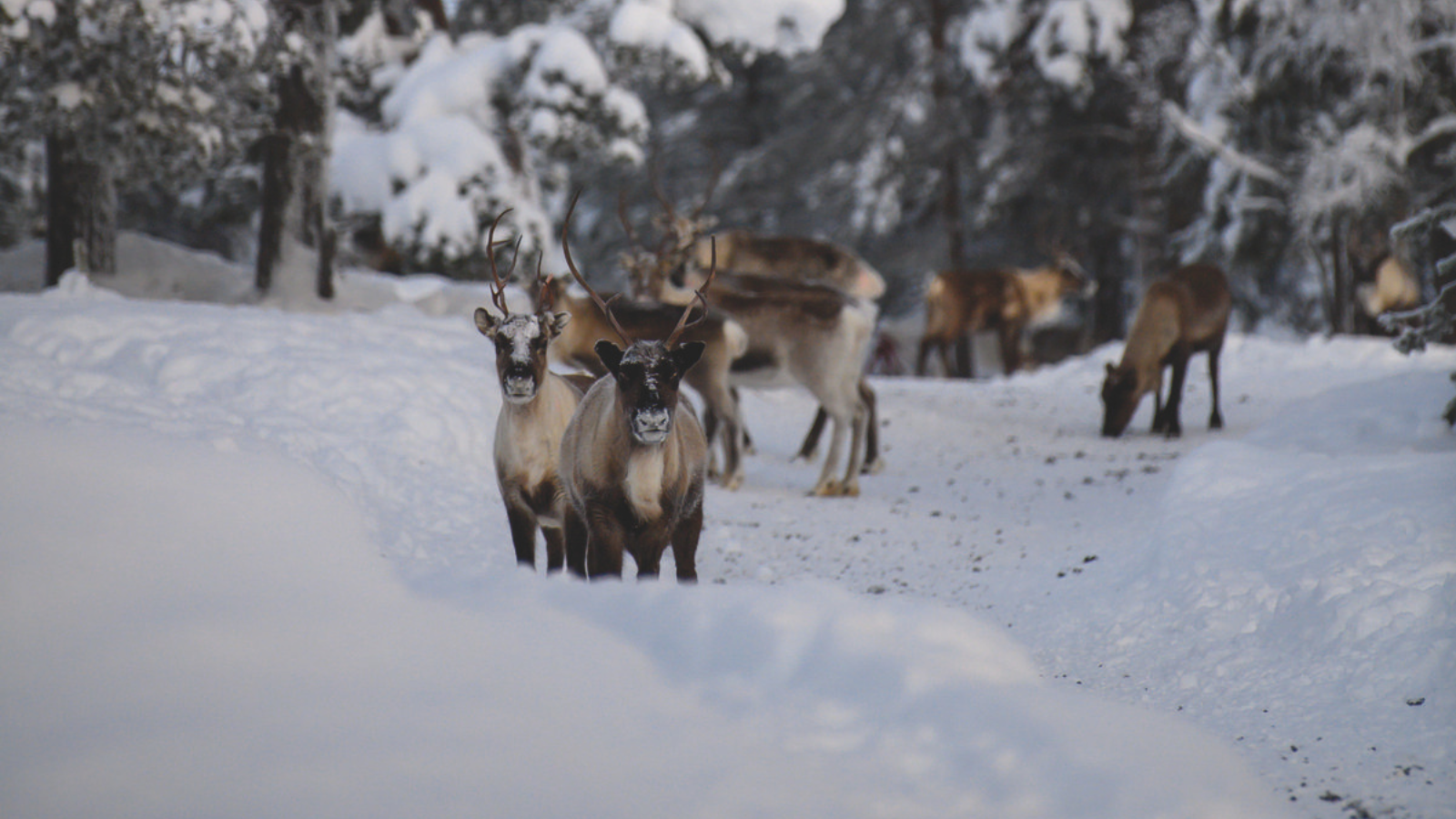 Reindeer grazing in the snow