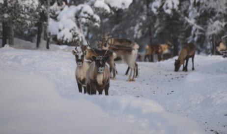 Reindeer grazing in the snow