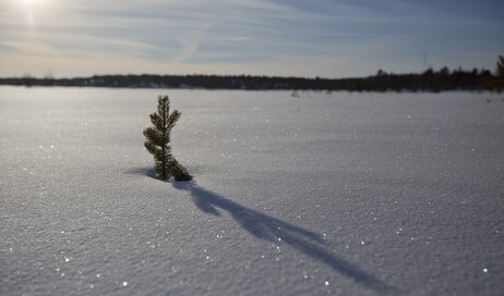 A small tree breaking through the snow