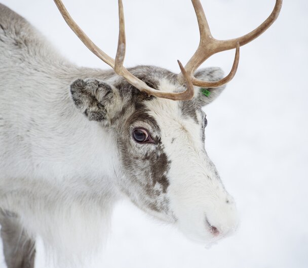 Reindeer